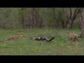 Sexually harassed lioness