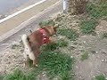 Click here to watch this video 柴犬もどきの華♪ すたこらさっさ～^^;