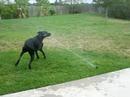 Titan attacks the Sprinkler Titan attacks the Sprinkler