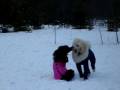 Standard Poodles Snow fun.