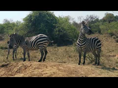 Unforgettable Uganda: Gorilla Trekking, Wildlife Safaris, and Epic Adventures!