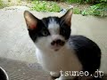 kitty