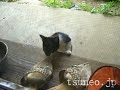 kitty