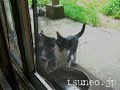 kitty