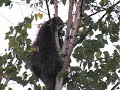 Managing Forests for Today and Tomorrow - Part 2