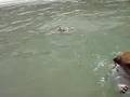 Milk & KJ Swimming in 浪茄