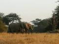 Kruger Elephants