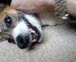 Jack Russell under the bed