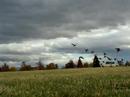 Ocky chasing geese Ocky chasing geese