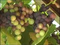 permaculture in action on rainbow valley farm