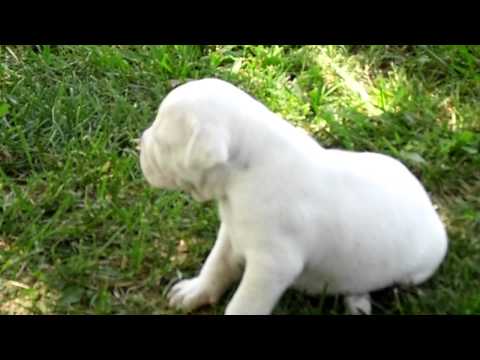 AXLE learning how to walk and having fun!