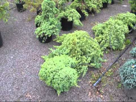 how to fertilize european weeping larch tree