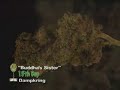 Cannabis.cup(adictos.cl)