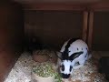 English Rabbits at Feeding Time