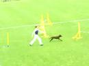 Dresden-Sch�nfeld - agility- Ajajaj z Karlstejnskych pastvin