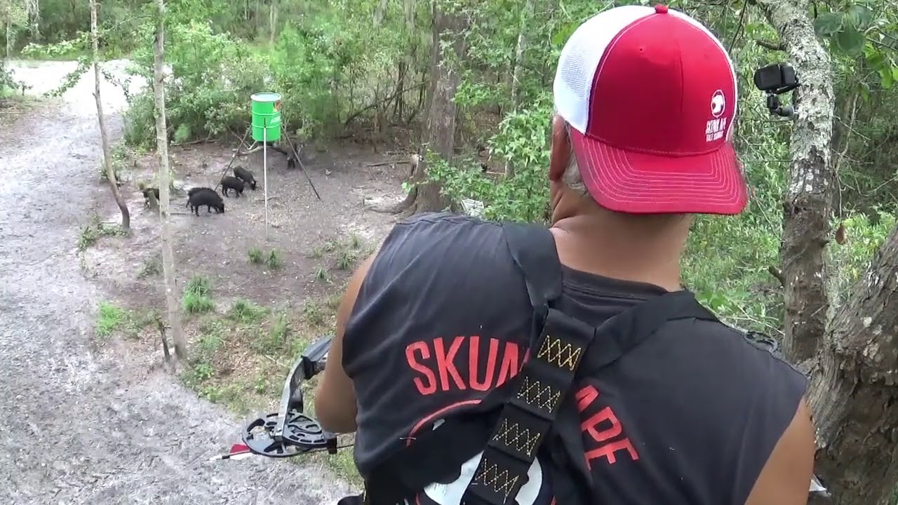 Skunk Ape Tree Stands:  Shooting Hogs Before Deer Season.