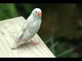 birds at the key west butterfly conservatory