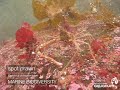 Spotlight on Howe Sound Marine Life: Spot Prawns