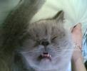 gniu cat exotic gatto esotico funny