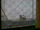 Cat in the cold rain