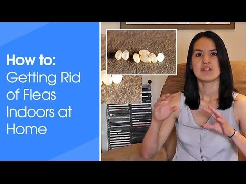 how to get rid fleas