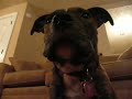 Layla Growls Layla Growls