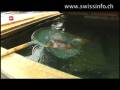Swiss caviar.mp4