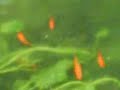 Isda ni makoy