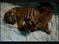 Nadya and Vanya - 2-week old tiger cubs