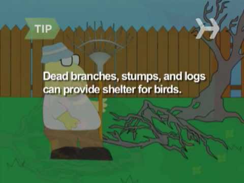 how to provide shelter for birds