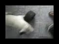 TWO PAC MEU BULL TERRIER