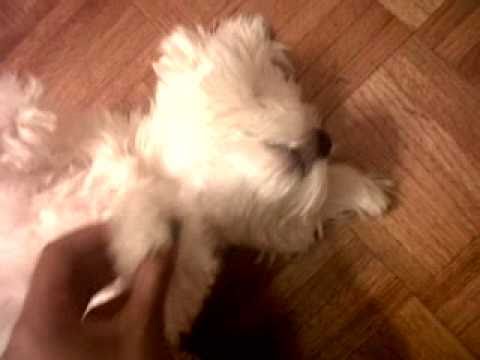 how to get rid of shih-tzu eye boogers