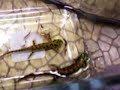 Marbled Newts Eating Marbled Newts Eating