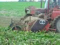 Arrachage des betteraves 2007 001