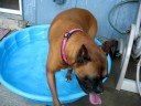 Pool dog