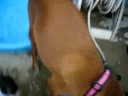 videos de Pool dog