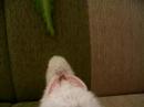 bunny p?nc?r bunny p?nc?r