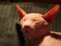 Sphynx Cat Falls Asleep in Front of TV