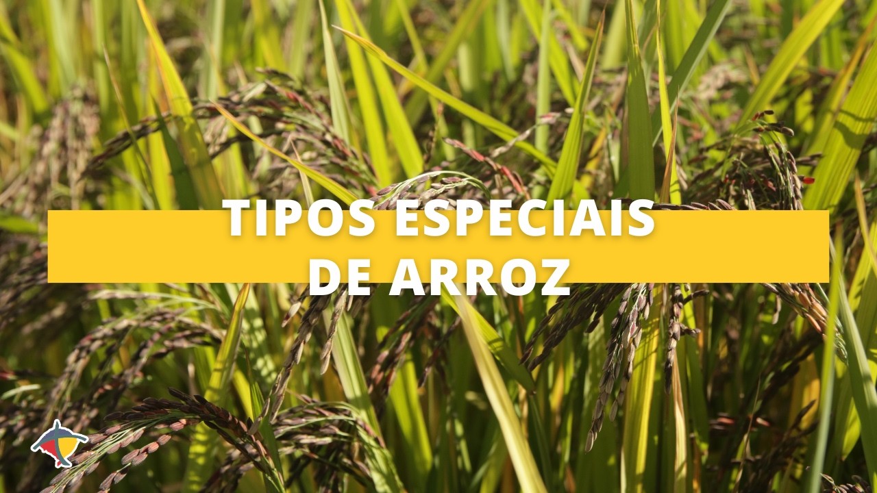 Tipos especiais de arroz ganham espaço no campo e na mesa | Terra Sul