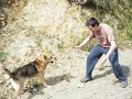 perro entrenado para matar 2 perro entrenado para matar 2