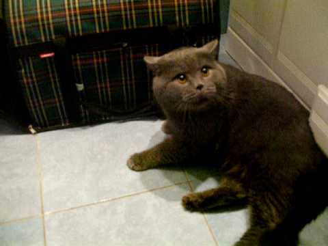 Talking cat / Говорящий кот