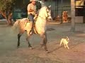Caballo bailador el moro Caballo bailador el moro