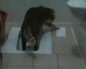 Tar�?n Tuvalette (toilet trained)