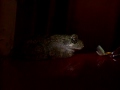 videos de T-Frog eats a plant hopper