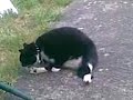 Jerry Ignoring me