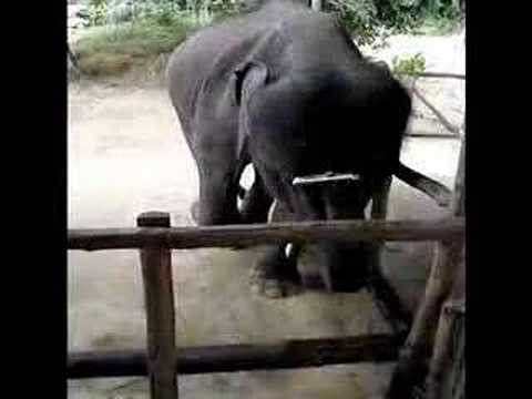 Watch 'Baby Elephant Plays Harmonica and Dances'
