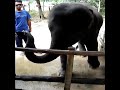 dancing baby elephant plays harmonica is some little village on phuket is in thailand. is four years old.