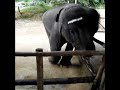 dancing baby elephant plays harmonica is some little village on phuket is in thailand. is four years old.