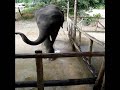dancing baby elephant plays harmonica is some little village on phuket is in thailand. is four years old.