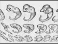 Showtime Networks will air filmmaker Randy Olson's fanciful evolution film Flock of Dodos, apparently not realizing that key parts of the film are so wildly inaccurate that they amount to a hoax. Flock of Dodos makes a number of false assertions about scientists and institutions researching the theory of intelligent design, and has drawn fire from scientists and scholars for its misrepresentations and outright inventions. Discovery's Center for Science & Culture (CSC) has launched a webpage, hoaxofdodos.com, detailing the false facts in the film. Perhaps the most outlandish error is the claim that modern biology textbooks have not used illustrations derived from Ernst Haeckel's fraudulent 19th century embryo drawings as evidence for evolution. Olson tries to convince viewers that critics of Darwin's theory have been lying when they claim these drawings are in textbooks. But it turns out that he's the one telling fibs.